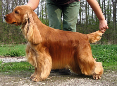 Anglicky Kokerspaniel - temperamentný,spoločenský,samostatný