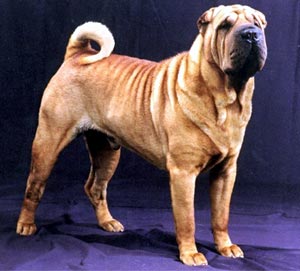 sharpei.jpg