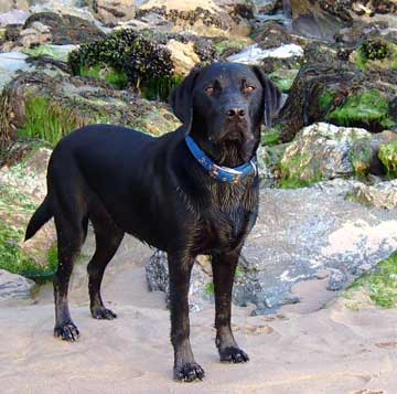 labrador-retriever.jpg